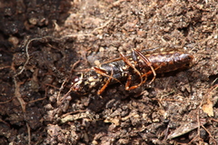 Xiphydria longicollis