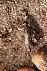 Xiphydria longicollis