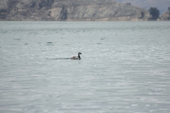 Rollandia microptera