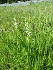 Platanthera dilatata leucostachys