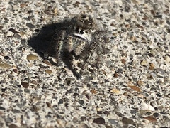 Phidippus purpuratus