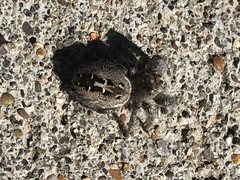 Phidippus purpuratus