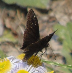 Erynnis baptisiae