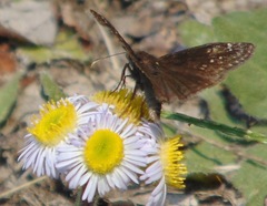 Erynnis baptisiae