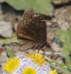 Erynnis baptisiae