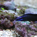 Blue-striped Dottyback - Photo (c) PilarMeca, some rights reserved (CC BY-SA)