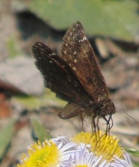 Erynnis baptisiae