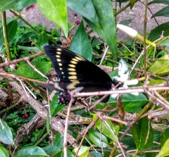 Papilio scamander