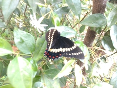Papilio scamander