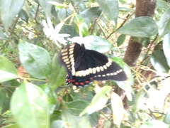Papilio scamander