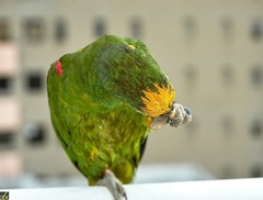 Amazona ochrocephala