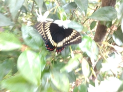 Papilio scamander