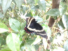 Papilio scamander