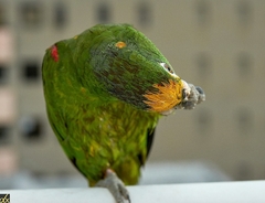 Amazona ochrocephala
