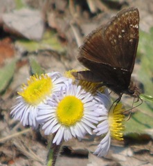 Erynnis baptisiae