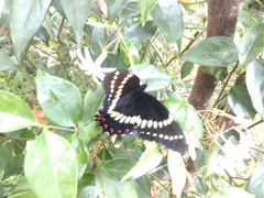 Papilio scamander