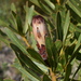 Protea lepidocarpodendron × neriifolia - Photo (c) Eva van Belle,  זכויות יוצרים חלקיות (CC BY-NC), uploaded by Eva van Belle