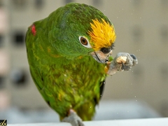 Amazona ochrocephala