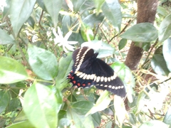Papilio scamander