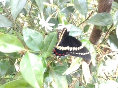 Papilio scamander