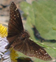 Erynnis baptisiae