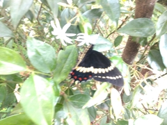 Papilio scamander