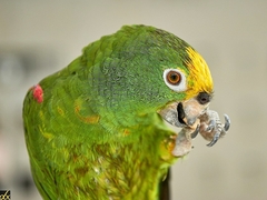 Amazona ochrocephala