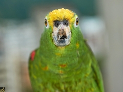 Amazona ochrocephala