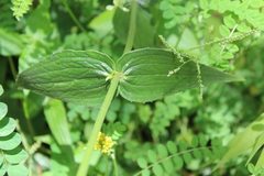 Alloispermum scabrum