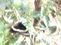 Papilio scamander
