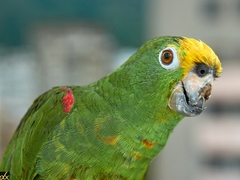 Amazona ochrocephala