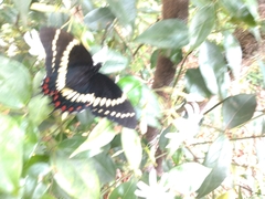 Papilio scamander