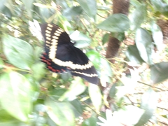Papilio scamander
