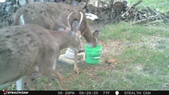 Odocoileus virginianus