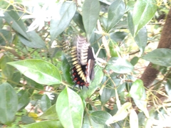 Papilio scamander