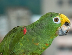 Amazona ochrocephala