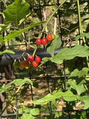 Solanum dulcamara