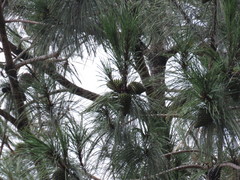 Pinus pseudostrobus apulcensis