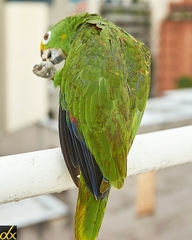 Amazona ochrocephala
