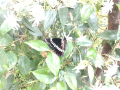 Papilio scamander