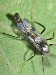 Aedokritus