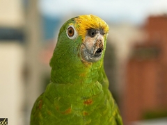 Amazona ochrocephala