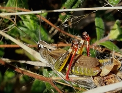 Chorthippus binotatus