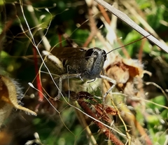 Chorthippus binotatus