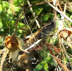 Chorthippus binotatus