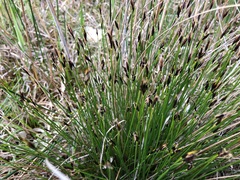 Schoenus ferrugineus