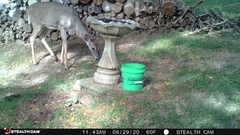 Odocoileus virginianus