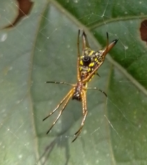 Micrathena brevipes