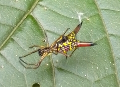 Micrathena brevipes