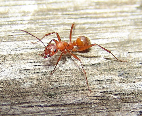 Pale Field Ant photo 4